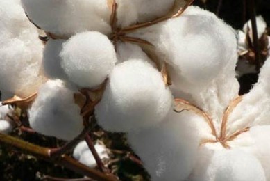 Fleur de coton pima