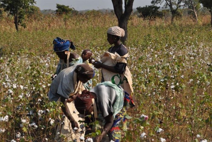 Récole du coton au Zimbabwe