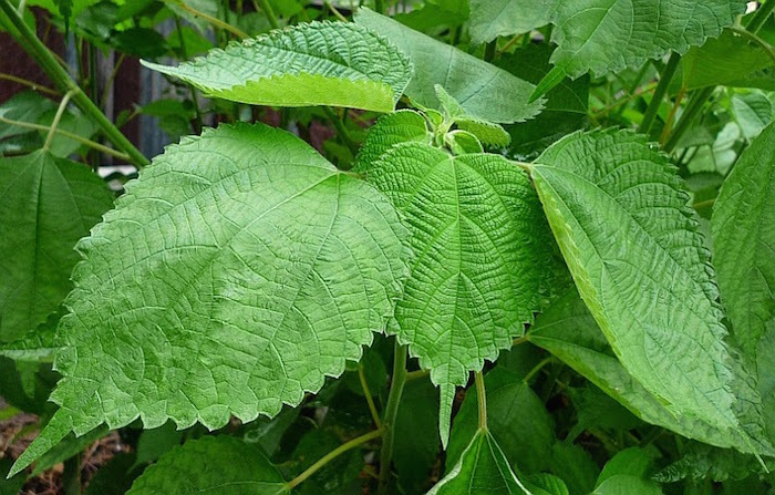 plante ortie de chine ramie feuilles