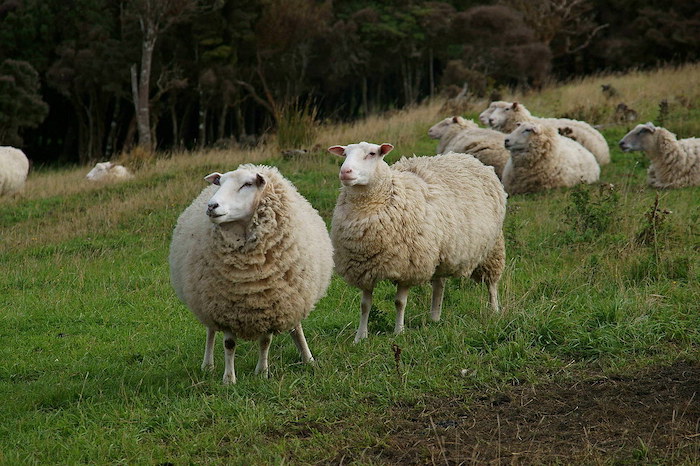 mouton merinos