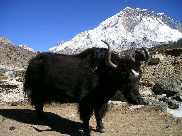 yak montagnes